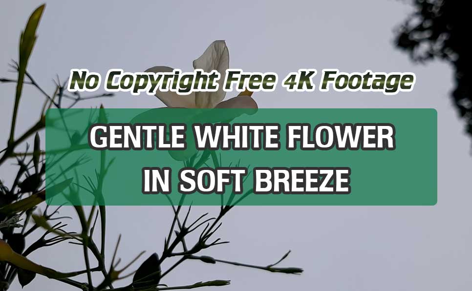 Gentle White Flower in Soft Breeze | Download Free Clips | Peaceful Nature Scene | No Copyright 4K Footage | VM1162 Gentle White Flower in Soft Breeze, Download Free Clips, No Copyright 4K Footage, VM1162